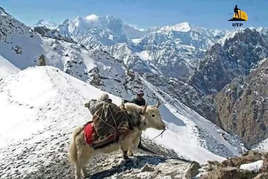 yak in chapursan valley