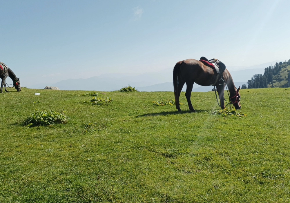 horse grazing at mushkpuri top