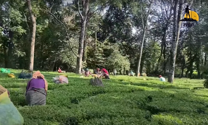 Palampur Tea Garden